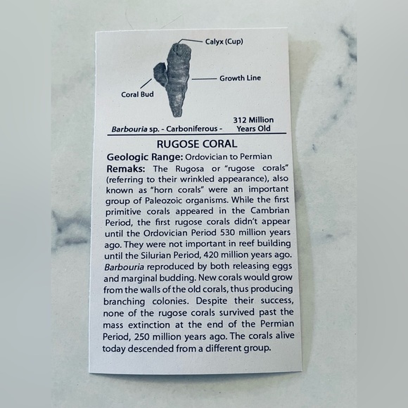 🦕 Educational Fossils Set: dinosaur, ammonite, petrified wood, etc. Geol… - Picture 14 of 16